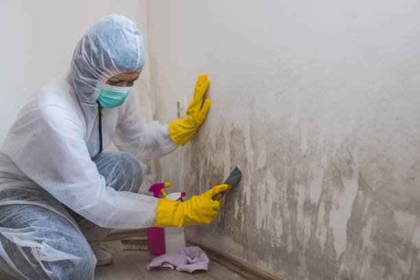 Mold Remediation for Vacation Homes in Clarkesville, GA
