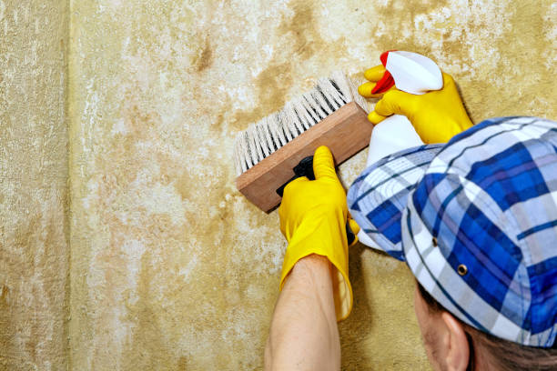 Best Mold-Related Health Consultation  in Clarkesville, GA
