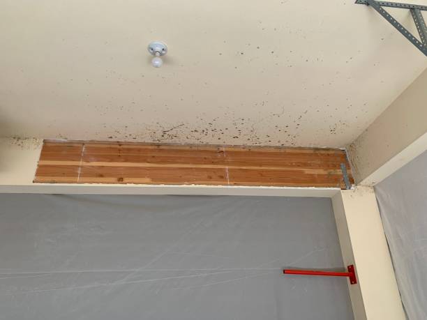 Best Mold Documentation for Insurance Claims  in Clarkesville, GA