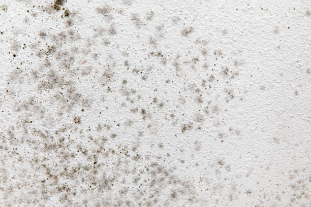 Best Mold Remediation for Healthcare Facilities  in Clarkesville, GA
