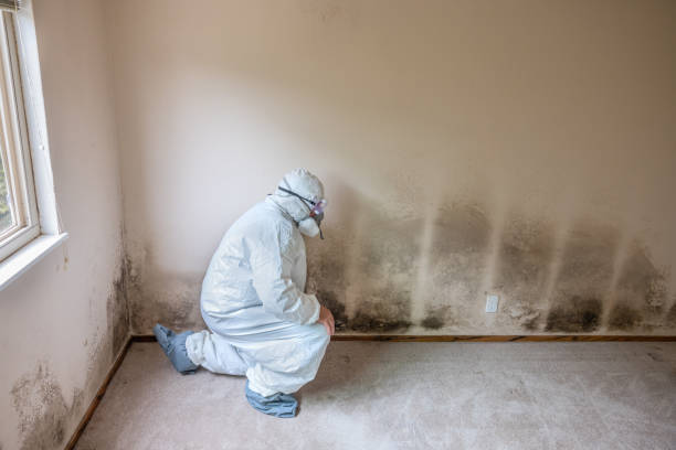Best Mold Removal for HVAC Installations  in Clarkesville, GA